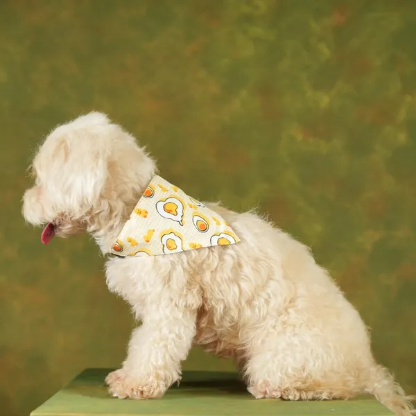 Yellow_Adjustable_Dog_Bandana/Dog_Scarf/Dog_Gift