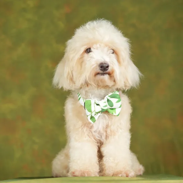 Multicolor_Adjustable_Fashion_Party,_Function,_Weeding_Cum_Formal_Costume_Necktie_For_Dog/Puppy/Cat/Kitten