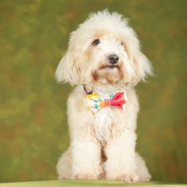Multicolor_Adjustable_Fashion_Party,_Function,_Weeding_Cum_Formal_Costume_Necktie_For_Dog/Puppy/Cat/Kitten