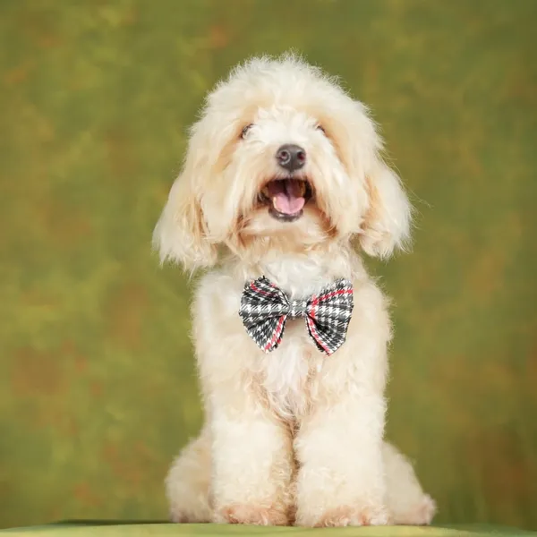 Multicolor_Adjustable_Fashion_Party,_Function,_Weeding_Cum_Formal_Costume_Necktie_For_Dog/Puppy/Cat/Kitten
