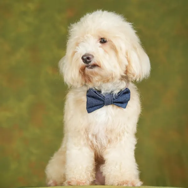 Deep_Blue_Adjustable_Fashion_Party,_Function,_Weeding_Cum_Formal_Costume_Necktie_For_Dog/Puppy/Cat/Kitten