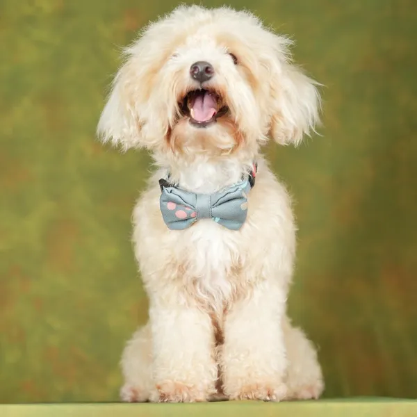 Light_Blue_Adjustable_Fashion_Party,_Function,_Weeding_Cum_Formal_Costume_Necktie_For_Dog/Puppy/Cat/Kitten
