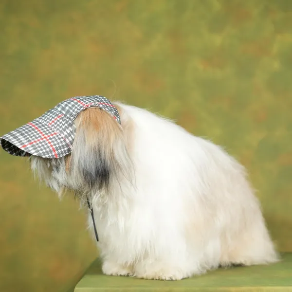 Multicolor_Cotton_Outdoor_Sport_Sun_Protection_Baseball_Cap_For_Male_&_Female_Dogs