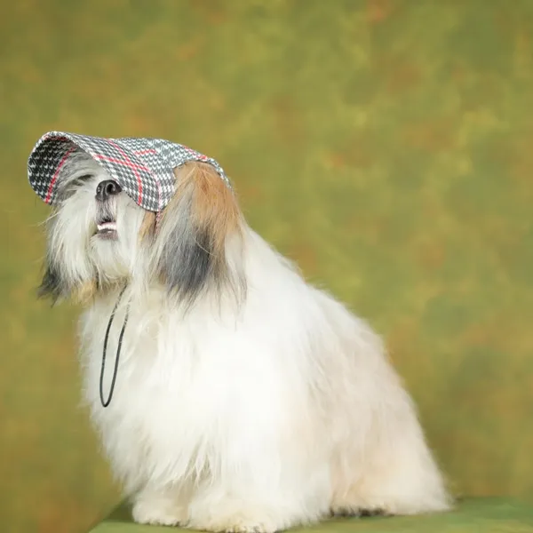Multicolor_Cotton_Outdoor_Sport_Sun_Protection_Baseball_Cap_For_Male_&_Female_Dogs