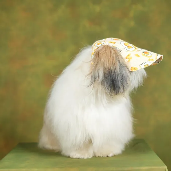Multicolor_Outdoor_Sport_Sun_Protection_Baseball_Cap_For_Male_&_Female_Dogs
