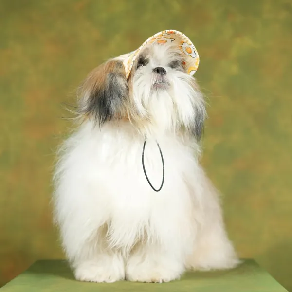 Multicolor_Outdoor_Sport_Sun_Protection_Baseball_Cap_For_Male_&_Female_Dogs