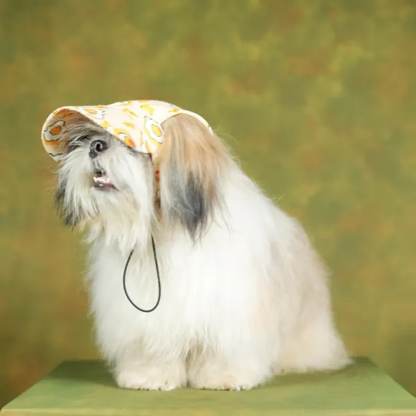 Multicolor_Outdoor_Sport_Sun_Protection_Baseball_Cap_For_Male_&_Female_Dogs