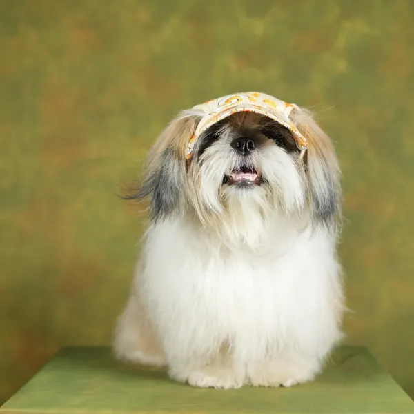 Multicolor_Outdoor_Sport_Sun_Protection_Baseball_Cap_For_Male_&_Female_Dogs