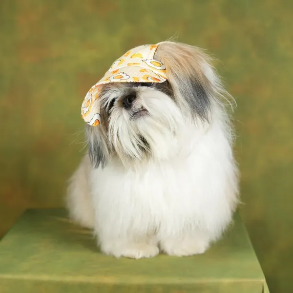 Multicolor_Outdoor_Sport_Sun_Protection_Baseball_Cap_For_Male_&_Female_Dogs