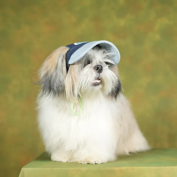Blue_Outdoor_Sport_Sun_Protection_Baseball_Cap_For_Male_&_Female_Dogs