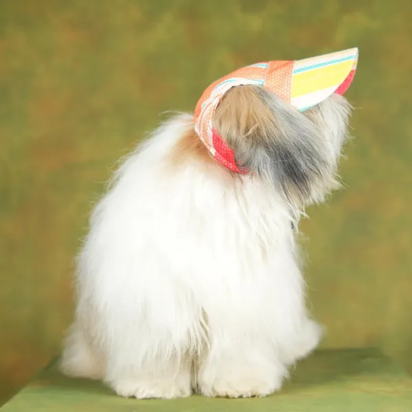 Multicolor_Outdoor_Sport_Sun_Protection_Baseball_Cap_For_Male_&_Female_Dogs