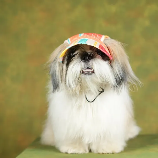Multicolor_Outdoor_Sport_Sun_Protection_Baseball_Cap_For_Male_&_Female_Dogs
