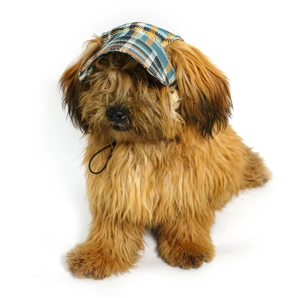 Multicolor_Cotton_Outdoor_Sport_Sun_Protection_Baseball_Cap_For_Male_&_Female_Dogs