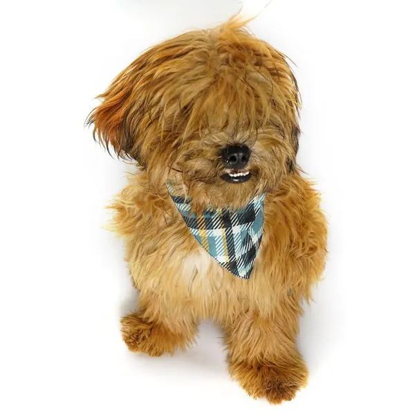 Multicolor_Perfect_Dog_Dress_For_Male_Dogs