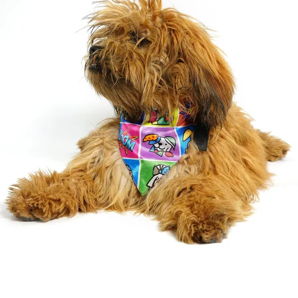 Multicolor_Stylish_Dog_Bandana_And_Scarf_For_Dog