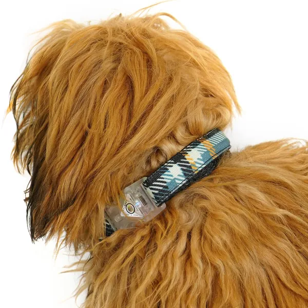 Multicolor_Adjustable_Dog_Collar_With_Led_Snap_Buckles