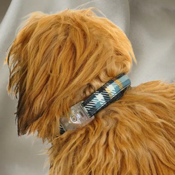 Multicolor_Adjustable_Dog_Collar_With_Led_Snap_Buckles