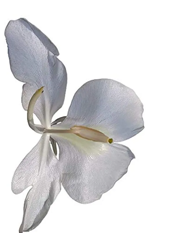 White_Ginger_Lily__Butterfly_Ginger_Kalyana_Sougandhikm_Dolon_Chapa_Live_Plant_By_Bahan_Traders