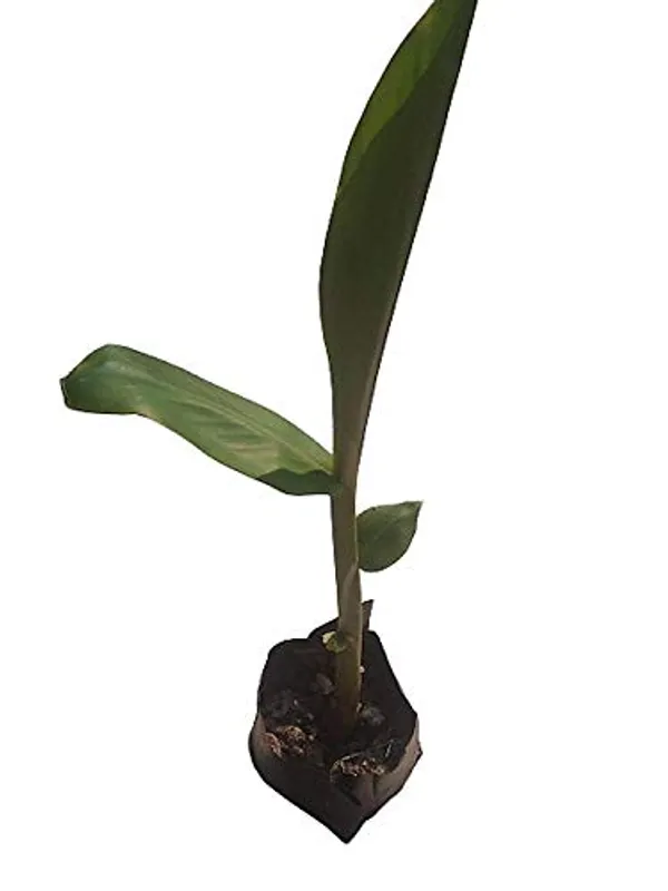 White_Ginger_Lily__Butterfly_Ginger_Kalyana_Sougandhikm_Dolon_Chapa_Live_Plant_By_Bahan_Traders