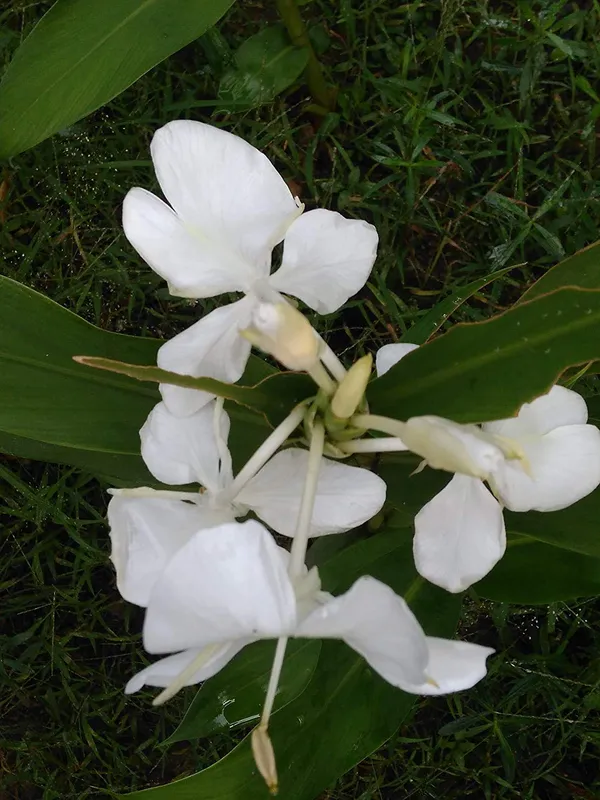 White_Ginger_Lily__Butterfly_Ginger_Kalyana_Sougandhikm_Dolon_Chapa_Live_Plant_By_Bahan_Traders