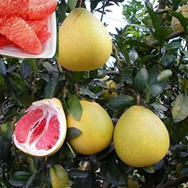 Bahan_Traders_Sweet_Pomelo_Citrus_|_Kambili_Naranga_|_High_Yield_Batabi_Lemon_|_Grafted_Fruit_Live_Plant_With_A_Polybag
