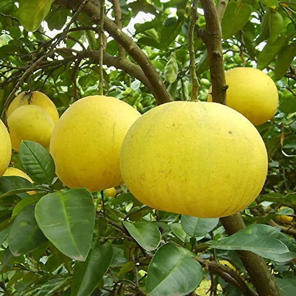 Bahan_Traders_Sweet_Pomelo_Citrus_|_Kambili_Naranga_|_High_Yield_Batabi_Lemon_|_Grafted_Fruit_Live_Plant_With_A_Polybag