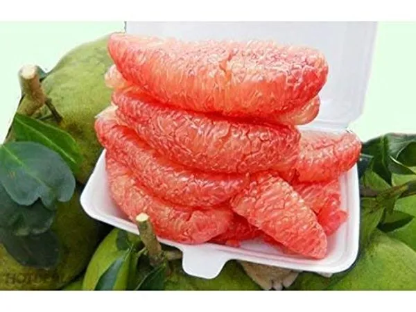 Bahan_Traders_Sweet_Pomelo_Citrus_|_Kambili_Naranga_|_High_Yield_Batabi_Lemon_|_Grafted_Fruit_Live_Plant_With_A_Polybag
