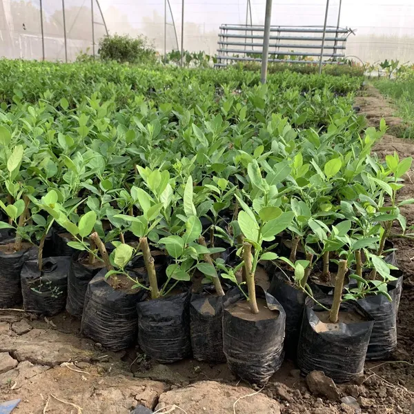 Bahan_Traders_Live_Rare_Rasaali_Variety_Seedless_Lemon_Grafted_Lime_Short_Time_Fruit_Plant_With_A_Growing_Bag