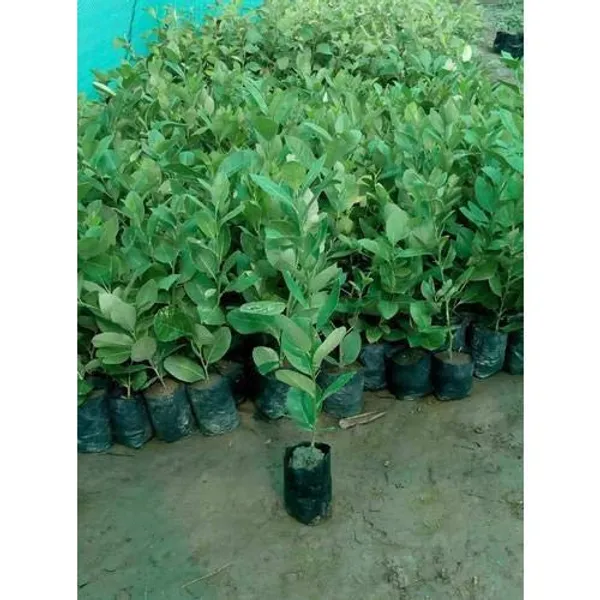 Bahan_Traders_Live_Rare_Rasaali_Variety_Seedless_Lemon_Grafted_Lime_Short_Time_Fruit_Plant_With_A_Growing_Bag
