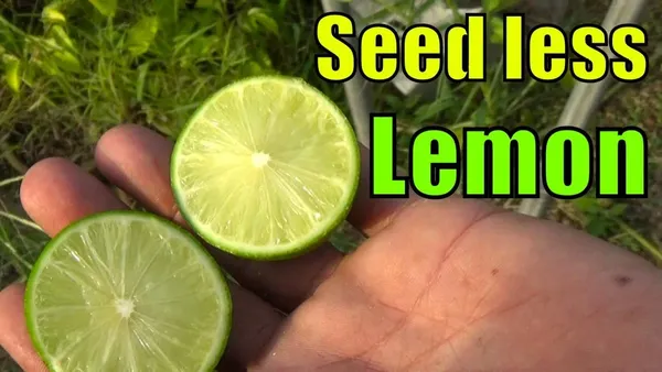Bahan_Traders_Live_Rare_Rasaali_Variety_Seedless_Lemon_Grafted_Lime_Short_Time_Fruit_Plant_With_A_Growing_Bag