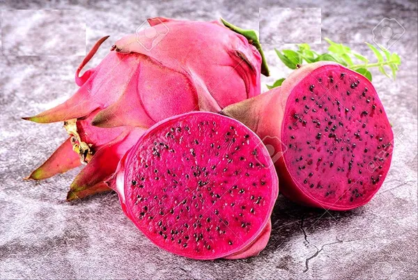 Bahan_Traders_Dragon_Fruit_Live_Plant_(4Ft_To_5Ft_Height_In_Grow_Bag)