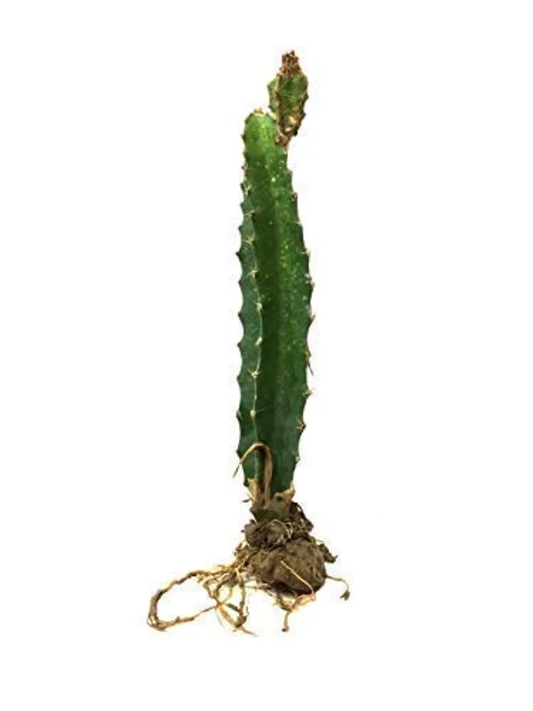 Bahan_Traders_Dragon_Fruit_Live_Plant_(4Ft_To_5Ft_Height_In_Grow_Bag)