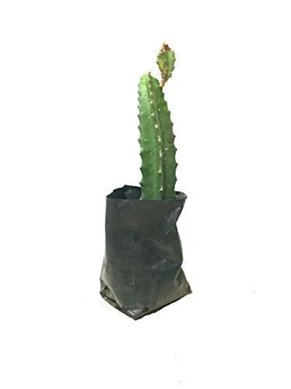 Bahan_Traders_Dragon_Fruit_Live_Plant_(4Ft_To_5Ft_Height_In_Grow_Bag)