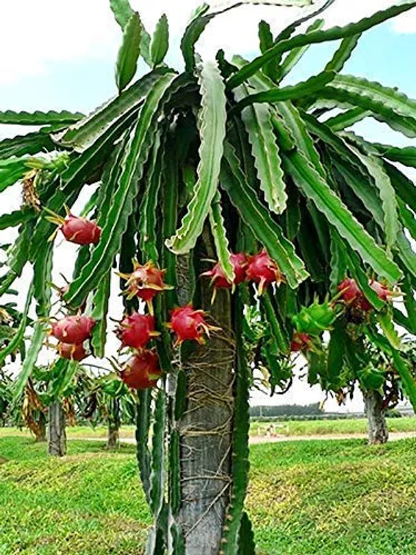 Bahan_Traders_Dragon_Fruit_Live_Plant_(4Ft_To_5Ft_Height_In_Grow_Bag)