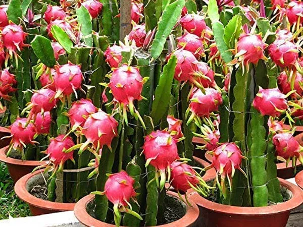 Bahan_Traders_Dragon_Fruit_Live_Plant_(4Ft_To_5Ft_Height_In_Grow_Bag)