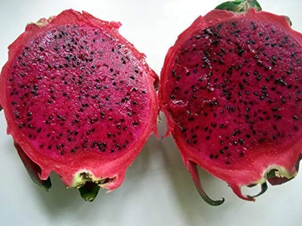 Bahan_Traders_Dragon_Fruit_Live_Plant_(4Ft_To_5Ft_Height_In_Grow_Bag)