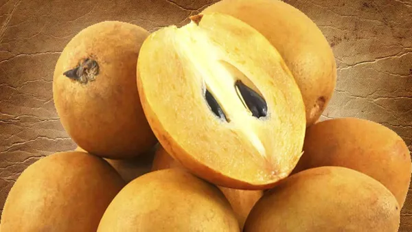 Bahan_Traders_Rare_Grafted_All_Time_Sweet_Pouteria_Sapota_Thai_Verity_Chikoo_Fruit_Plant_With_Polybag