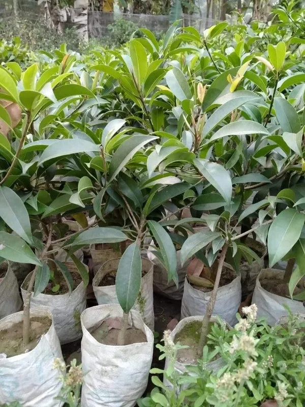 Bahan_Traders_Rare_Grafted_All_Time_Sweet_Pouteria_Sapota_Thai_Verity_Chikoo_Fruit_Plant_With_Polybag