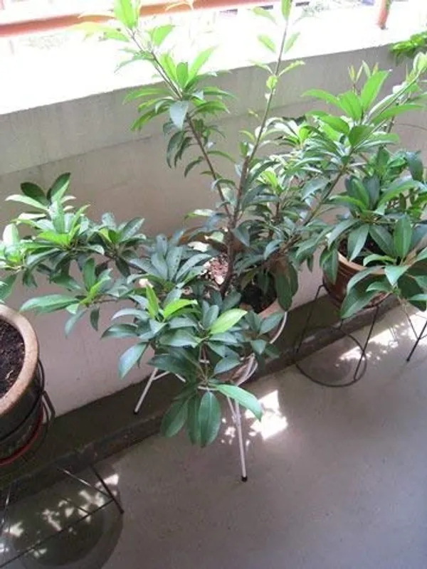 Bahan_Traders_Rare_Grafted_All_Time_Sweet_Pouteria_Sapota_Thai_Verity_Chikoo_Fruit_Plant_With_Polybag