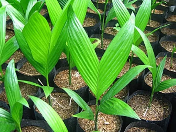 Bahan_Traders_Live_Hybrid_Arecanut_Betel_Plant_Betel_Nut_Plant_-_2_Feet_Height_With_A_Poly_Bag