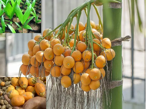 Bahan_Traders_Live_Hybrid_Arecanut_Betel_Plant_Betel_Nut_Plant_-_2_Feet_Height_With_A_Poly_Bag