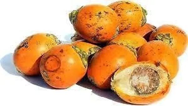Bahan_Traders_Live_Hybrid_Arecanut_Betel_Plant_Betel_Nut_Plant_-_2_Feet_Height_With_A_Poly_Bag
