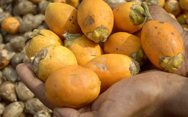 Bahan_Traders_Live_Hybrid_Arecanut_Betel_Plant_Betel_Nut_Plant_-_2_Feet_Height_With_A_Poly_Bag