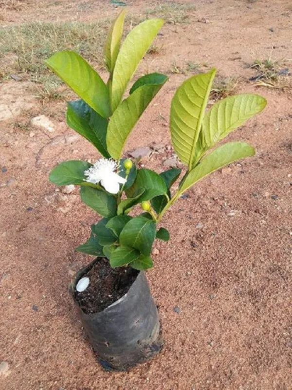 Bahan_Traders_Rare_Red_Amrud_Plant_Fruit_Tree_Guava_Rare_Apple_Guava_(Red_Flesh_-_Shape)_1_Live_Berry_Outdoor_Garden_Plant_(1_Healthy_Live_Plant_With_Polybag)