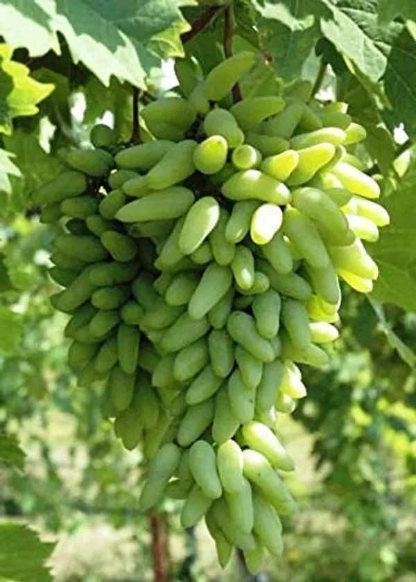 Bahan_Traders_Live_Plant_Grape_Fruit_Long_Green_Angoor__Grape_Exotic_Rare_Air_Layered_Plant_(1_Healthy_Plant_With_Poly_Bag)