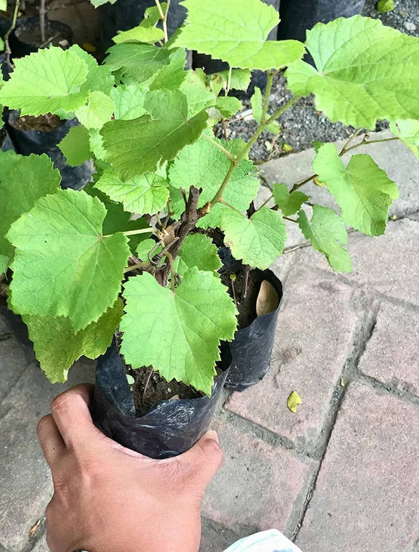 Bahan_Traders_Live_Plant_Grape_Fruit_Long_Green_Angoor__Grape_Exotic_Rare_Air_Layered_Plant_(1_Healthy_Plant_With_Poly_Bag)