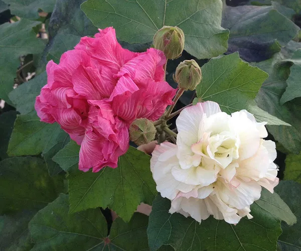 Bahan_Traders_Live_Confederate_Rose_Land_Lotus_Plant_Double_Petal_Cotton_Rose_Plant_Can_Bloom_In_This_Season_(Plant_With_Polybag)