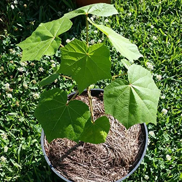 Bahan_Traders_Live_Confederate_Rose_Land_Lotus_Plant_Double_Petal_Cotton_Rose_Plant_Can_Bloom_In_This_Season_(Plant_With_Polybag)