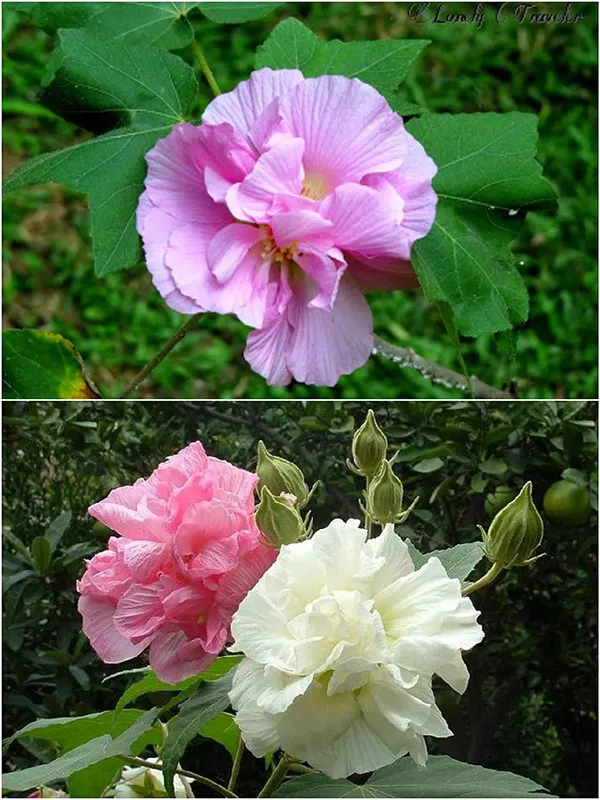 Bahan_Traders_Live_Confederate_Rose_Land_Lotus_Plant_Double_Petal_Cotton_Rose_Plant_Can_Bloom_In_This_Season_(Plant_With_Polybag)