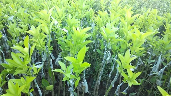Bahan_Traders_Rare_Malta_Orange__Kinnow__Kinnu_Fruit_Live_Plant_With_Poly_Bag